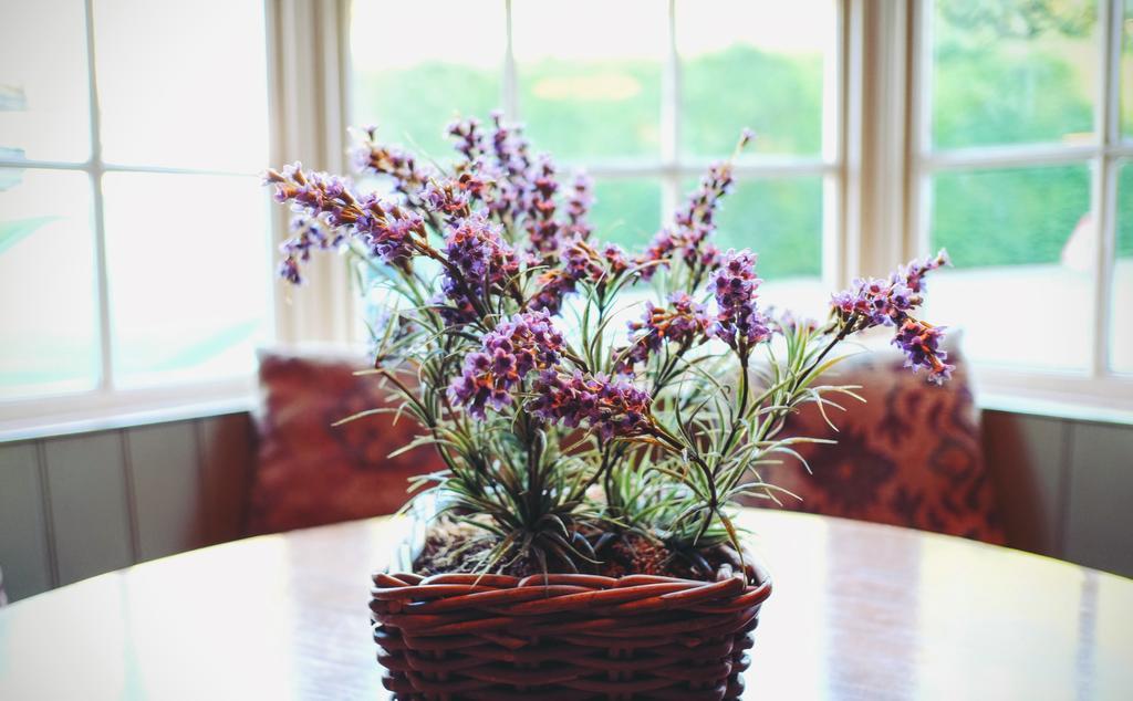 Отель Hambro Arms Milton Abbas Экстерьер фото